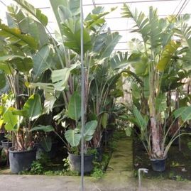 Viveros Sepúlveda - Jardines Villalba plantas de plátano
