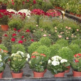 Viveros Sepúlveda - Jardines Villalba plantas con flores
